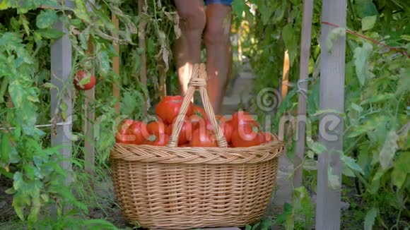 在温室里一位老年妇女收集成熟的番茄并把它们放进篮子里视频的预览图