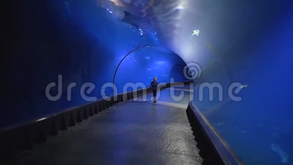 旅游儿童走在水族馆的隧道里欣赏地看着不同的鱼在蓝水中游泳视频的预览图