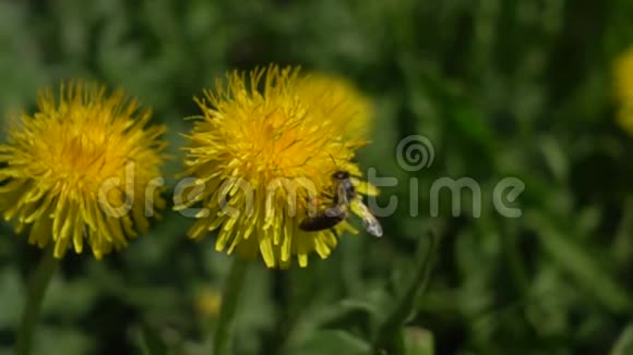 蜜蜂采花花粉飞行慢动作视频的预览图