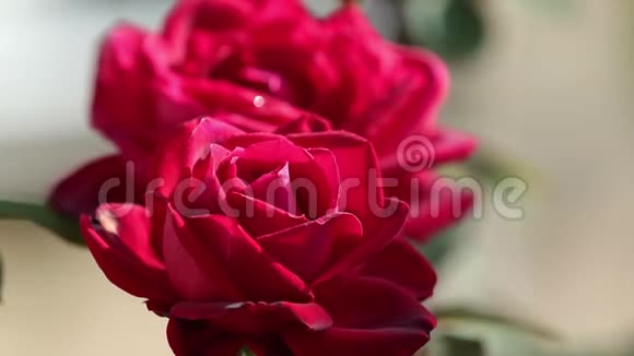 在秋天的花圃里红色的玫瑰花靠近花瓣娇嫩在模糊的玫瑰花背景下绽放视频的预览图