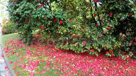 山茶树的开花红花实时4K视频的预览图