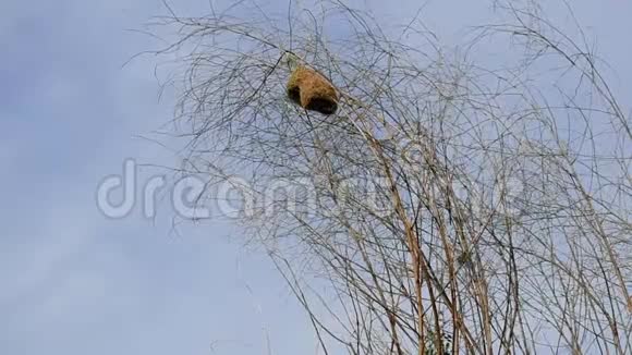 鸟窝在枯树上视频的预览图
