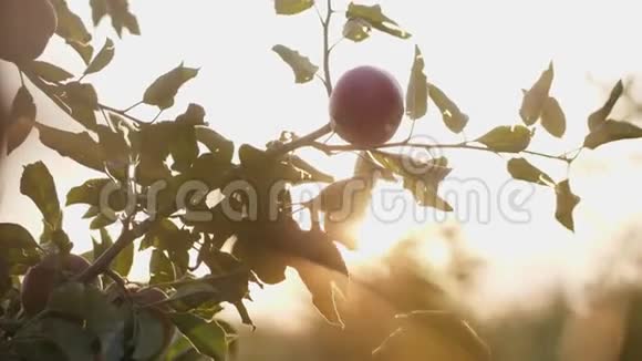 从树上摘红苹果的女孩视频的预览图