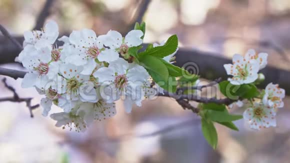 果树上的樱桃树开得惊人视频的预览图