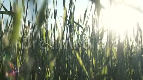 太阳里的小麦视频的预览图