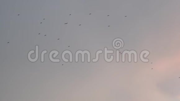 一群鸟在日落时分在多云的天空中飞翔视频的预览图