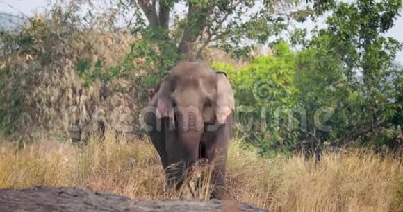 丛林里的越南野象视频的预览图