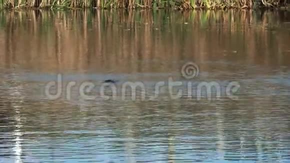 一只野生鸭嘴兽在塔斯马尼亚河中游泳的长镜头视频的预览图