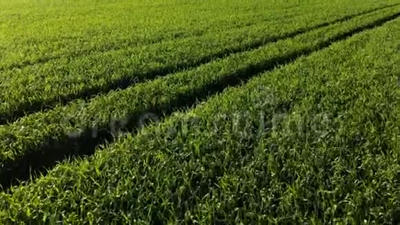 景观绿色小麦或玉米田夏农田现场农业种植小麦的鸟瞰图视频的预览图
