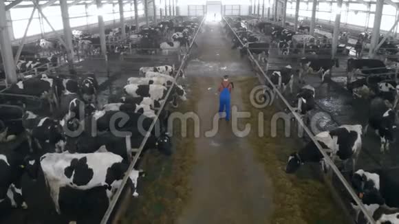 男工在棚子里看牛后景视频的预览图