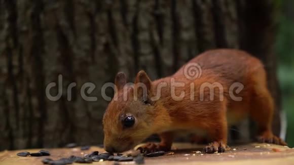 慢动作红松鼠坐在树旁吃种子视频的预览图