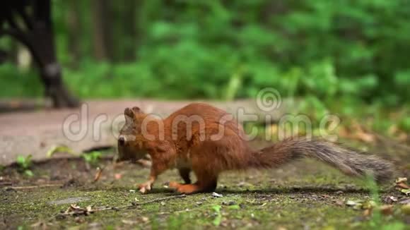 慢动作小红松鼠坐在地上吃坚果视频的预览图
