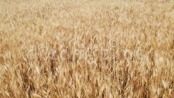麦田一大堆麦子都结了收获和收获的概念金黄的麦田摇曳着自然景观视频的预览图