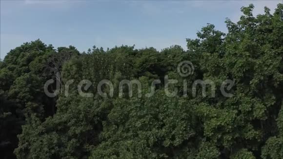 起飞无人机飞越森林从一片茂密的森林中起飞从遥远的地平线过渡到总计划清楚视频的预览图