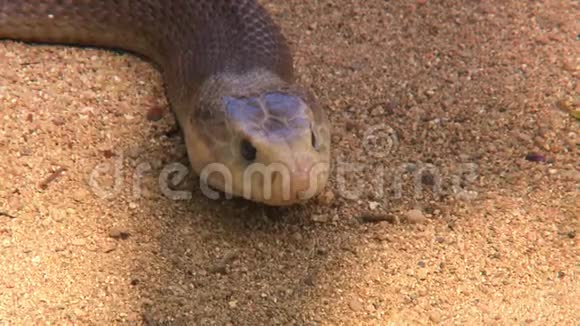 澳大利亚铜头蛇视频的预览图