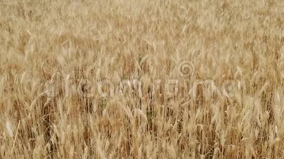 麦田一大堆麦子都结了收获和收获的概念金黄的麦田摇曳着自然景观视频的预览图
