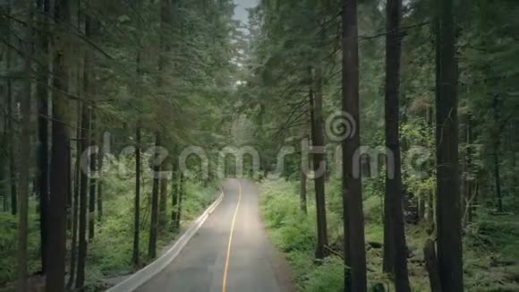 汽车通过森林航空视频的预览图