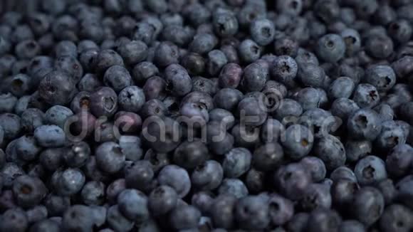 新鲜蓝莓是一种极好的水果可以做果汁果酱蛋糕糕点新的自然概念视频的预览图