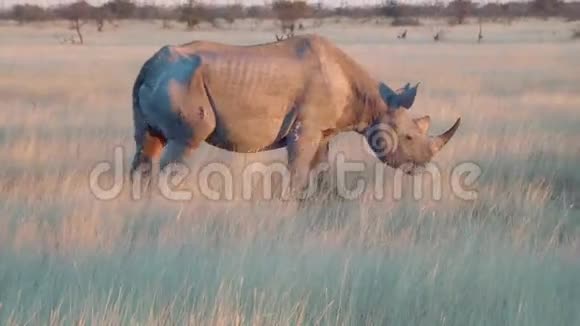 老犀牛近步野EtoshaNamiba非洲视频的预览图