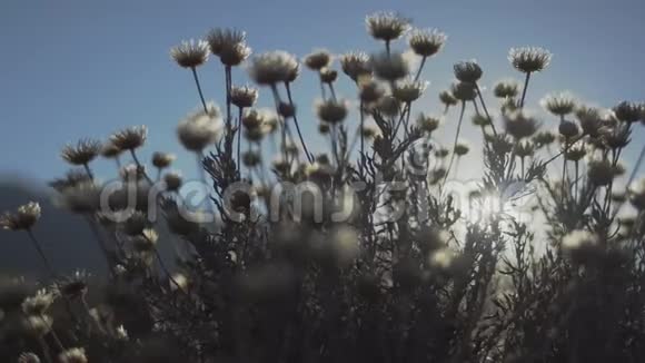 太阳下的野花视频的预览图