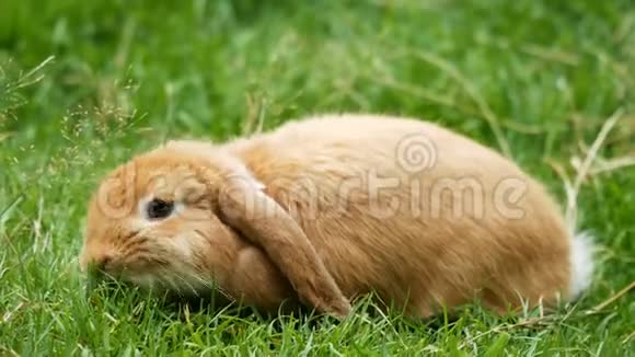 草边景色中可爱的小棕色兔子视频的预览图