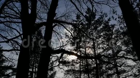 阳光透过森林中的树枝照射视频的预览图