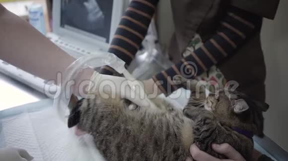 在兽医办公室做超声波扫描的可爱猫关门了兽医诊所的宠物医生做了超声波检查视频的预览图