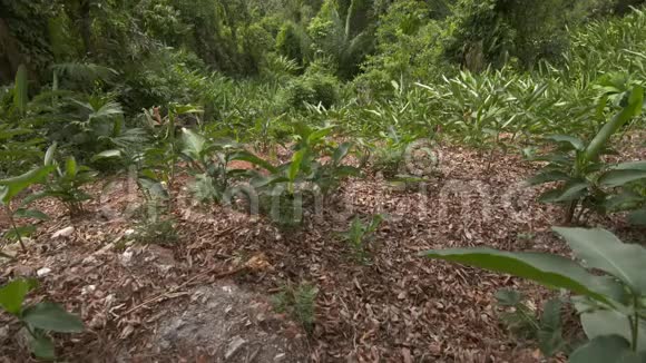 哥伦比亚景观和植物生物多样性视频的预览图