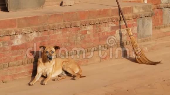在阳光下狗在石街上在阳光下大狗躺在靠近建筑物红石地基的路面上日常生活视频的预览图
