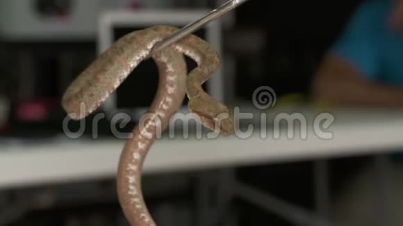 Eyelash毒蛇被Handler移动哥斯达黎加动物园视频的预览图