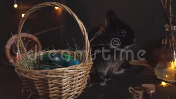 复活节兔子在篮子附近咀嚼干草篮子上有黑色的鸡蛋背景很黑视频的预览图