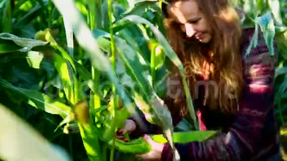 漂亮女孩从玉米地的茎上撕下玉米棒视频的预览图