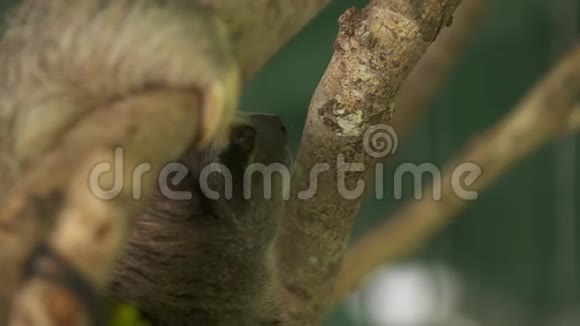 托着树皮的树懒哥斯达黎加视频的预览图