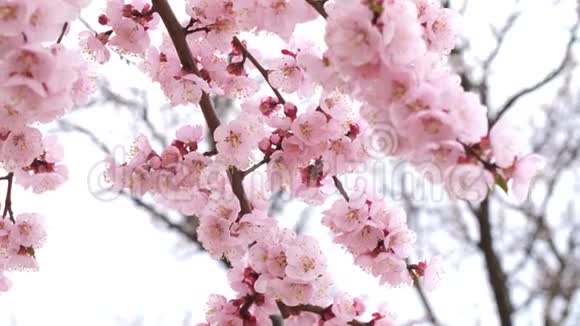有粉红色花的开花树视频的预览图