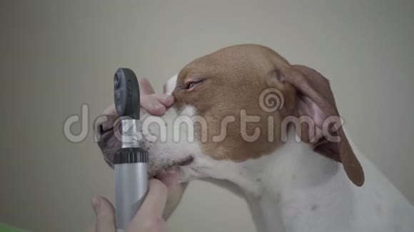 兽医诊所中的英文指针狗肖像兽医用设备检查宠物的耳朵视频的预览图