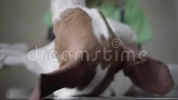 专业的女兽医医生穿着绿色制服检查大指针狗的腹部淘气的动物是视频的预览图