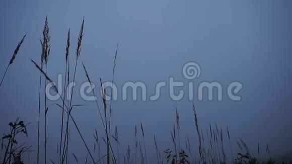 草甸在雾中在蓝色的暮色中摇曳视频的预览图