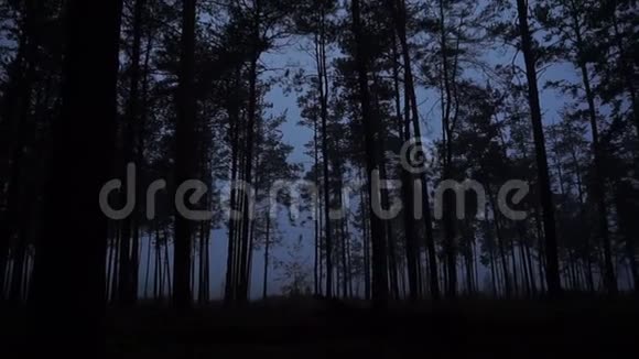 松林中蓝暮向上移动视频的预览图