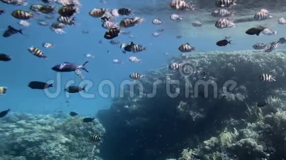 珊瑚背景上的热带鱼类水下射击泡沫气泡覆盖框架慢动作视频的预览图