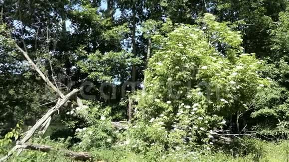 接骨木在大自然中开花夏日时光视频的预览图