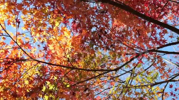 东京秋叶或槭属植物视频的预览图