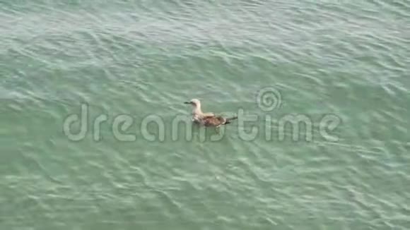 一只白色的海鸥在游泳视频的预览图