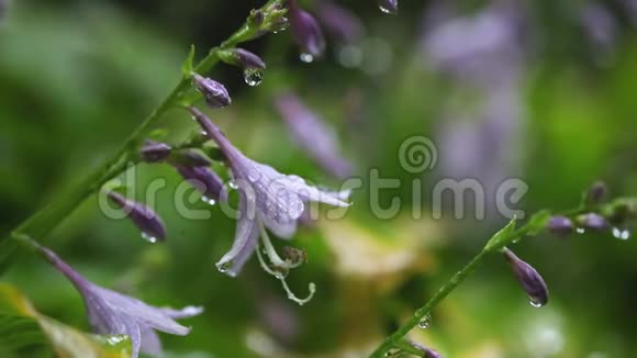 在秋雨中用水滴特写美丽的花色彩缤纷的花卉自然背景视频的预览图