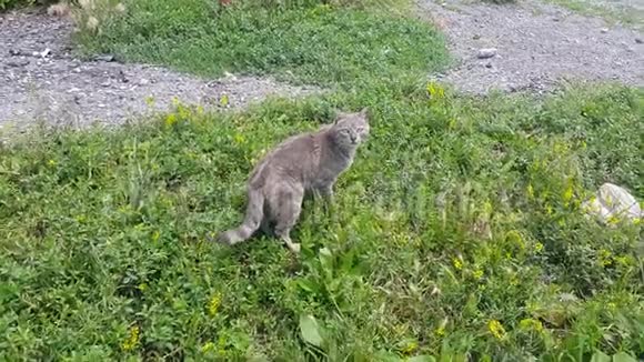 家可爱的小动物草地上的小灰猫视频的预览图