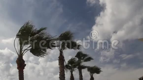 海滩边有棕榈树的日落景观视频的预览图