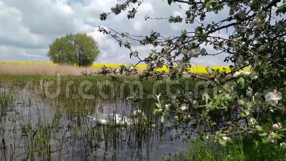 天鹅在森林沼泽湖Khmelnytskyi乌克兰4视频的预览图