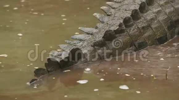 哥伦比亚河岸肮脏的Orinoco鳄鱼视频的预览图