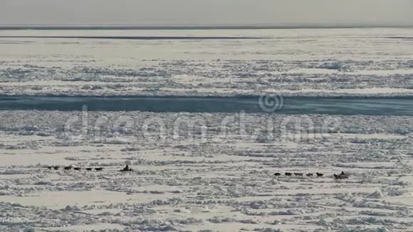 狗雪橇在北海的冰上奔跑视频的预览图