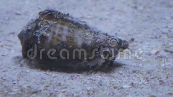 水族馆里的蜗牛视频的预览图