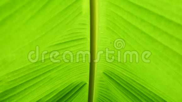 植物抽象背景热带植物香蕉叶视频的预览图